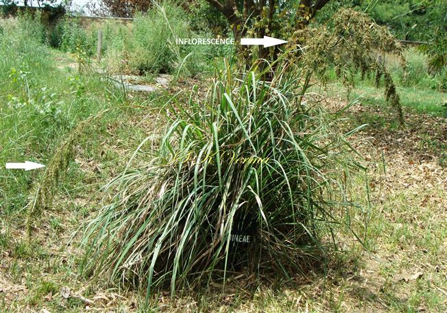   Plant with inflorescence (arrow